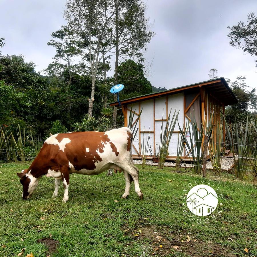 Exclusivo Cocora Con Jacuzzi Salento Quindio别墅 外观 照片